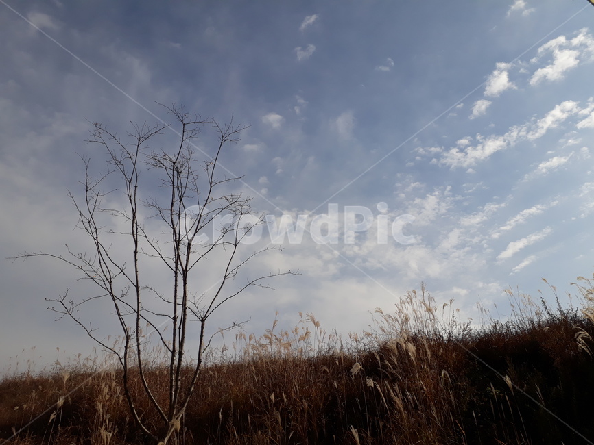 grass,잔디,plant,식물,자연,자연,풍경,nature,landscape