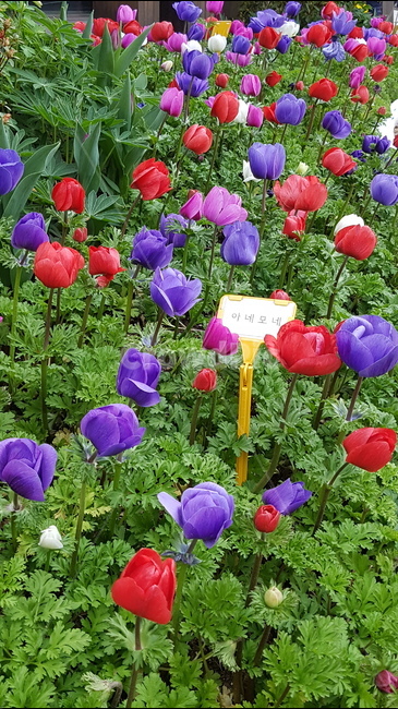 화단,꽃,봄,봄꽃,아네모네,튤립,식물,자연,plants,nature,꽃,flower