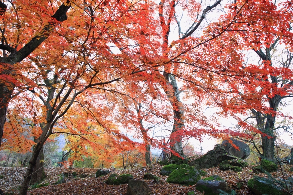 단풍,가을,풍경,유마사,단풍나무,낙엽,가을,계절,fall,autumn,season,자연,풍경,nature,landscape,한국자연풍경,한국자연경관,korea nature landscape,식물,plants,나무,trees,wood,plant,tree,maple,leaf,잎