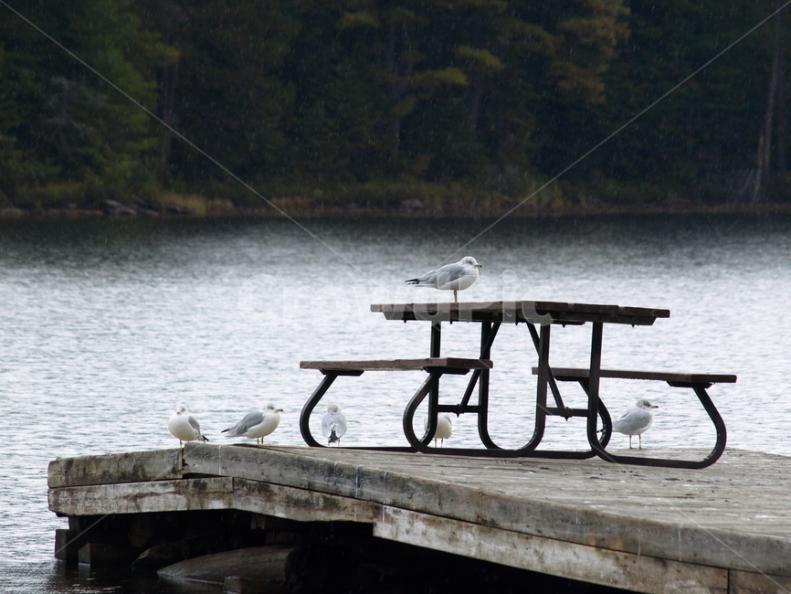 갈매기,호수,벤치,공원,seagull,bench,park,lake,배경,의자,새,물,무리,여행,평화,존재,인내,기다림,소망,ppt,프로젠테이션,배경그림,동물,animal,조류,새,birds