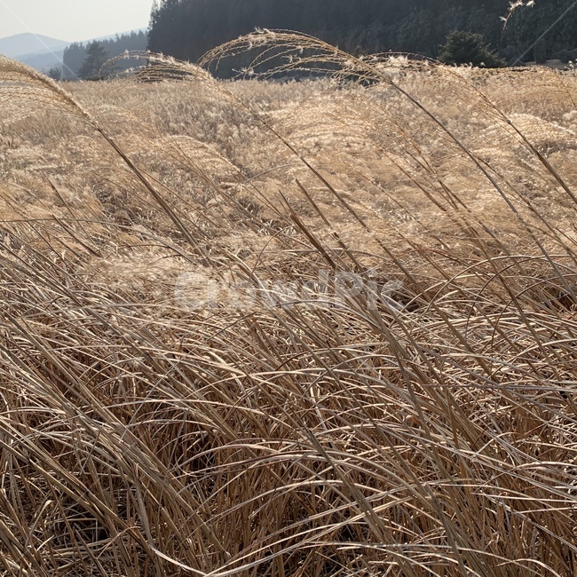 갈대밭,가을,갈색,억새밭,자연,가을느낌,억새풀,제주,풍경사진