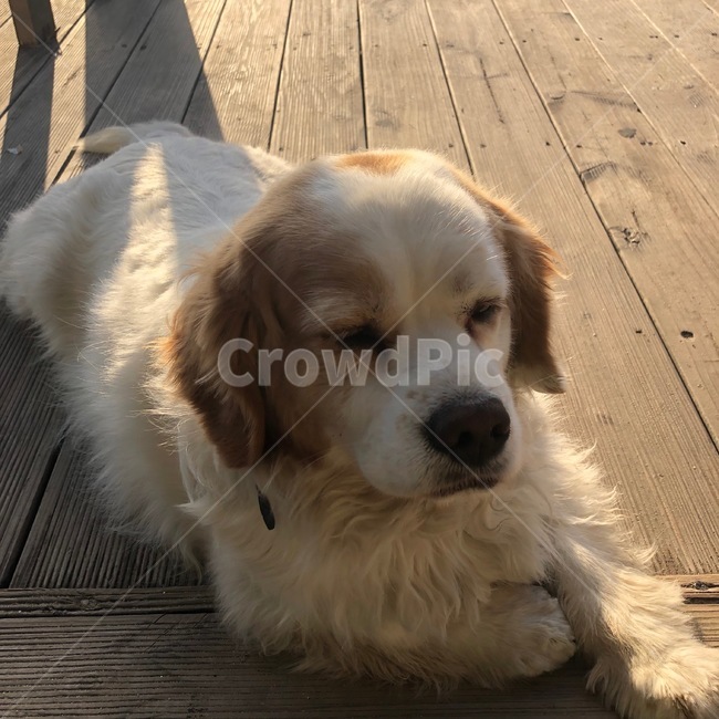 강아지,멍멍이,감성,애견,색감,동물,animal,포유류,mammal,개,강아지,dog,doggy