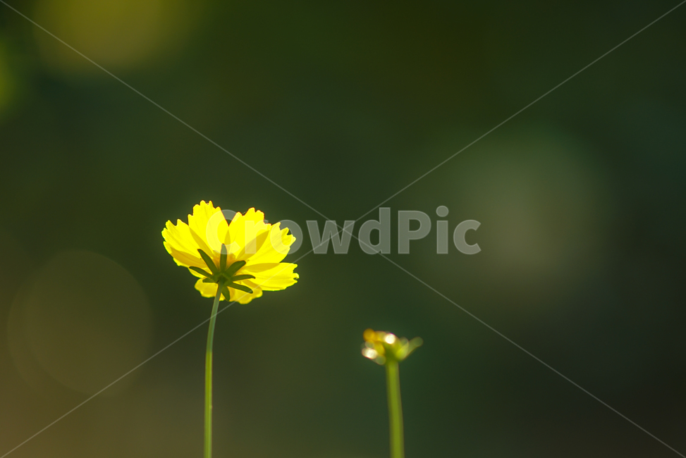꽃,들꽃,야생화,식물,자연,노랑꽃,식물,자연,plants,nature,꽃,flower