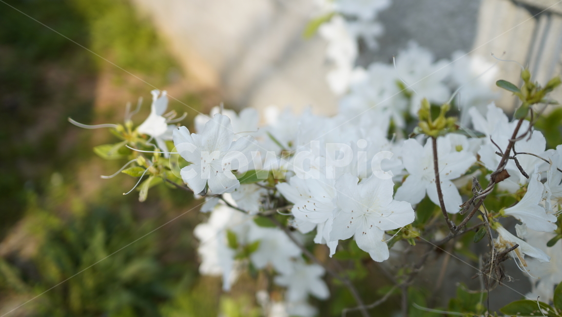 자연,꽃,정원,화분,햇살,식물,자연,plants,nature,꽃,flower