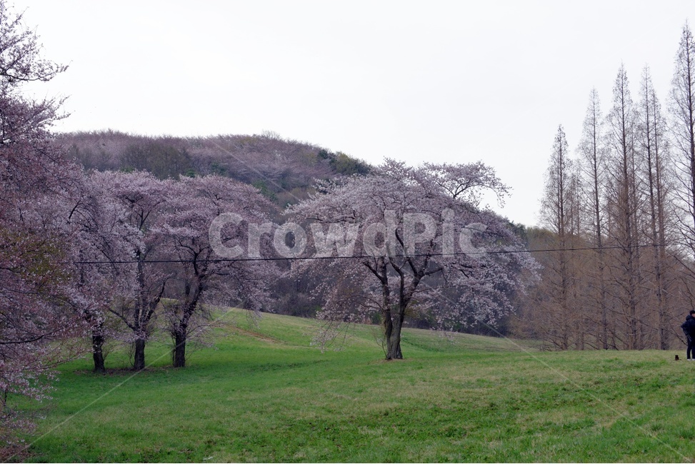 풍경,봄,자연,잔잔함,물가,아름다운,벚꽃,알록달록,봄,계절,spring,season,자연,풍경,nature,landscape,한국자연풍경,한국자연경관,korea nature landscape,plant,식물,human,인간,person,사람