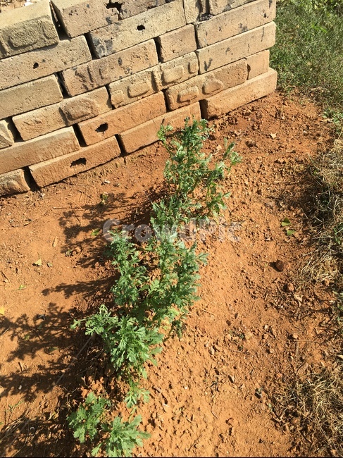 ground,바닥,brick,벽돌,식물,농사,두둑,흙,담장