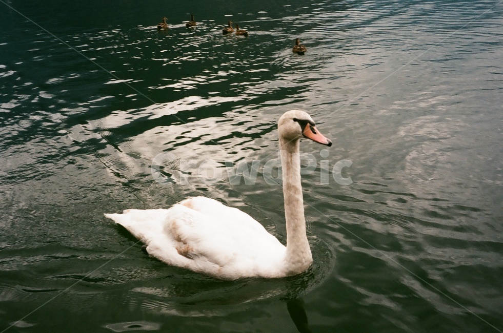 백조,동물,할슈타트,새,호수,필름카메라,필카사진,동물,animal,조류,새,birds