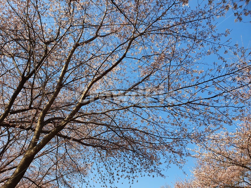 벚꽃,봄,파란하늘,하늘,봄하늘