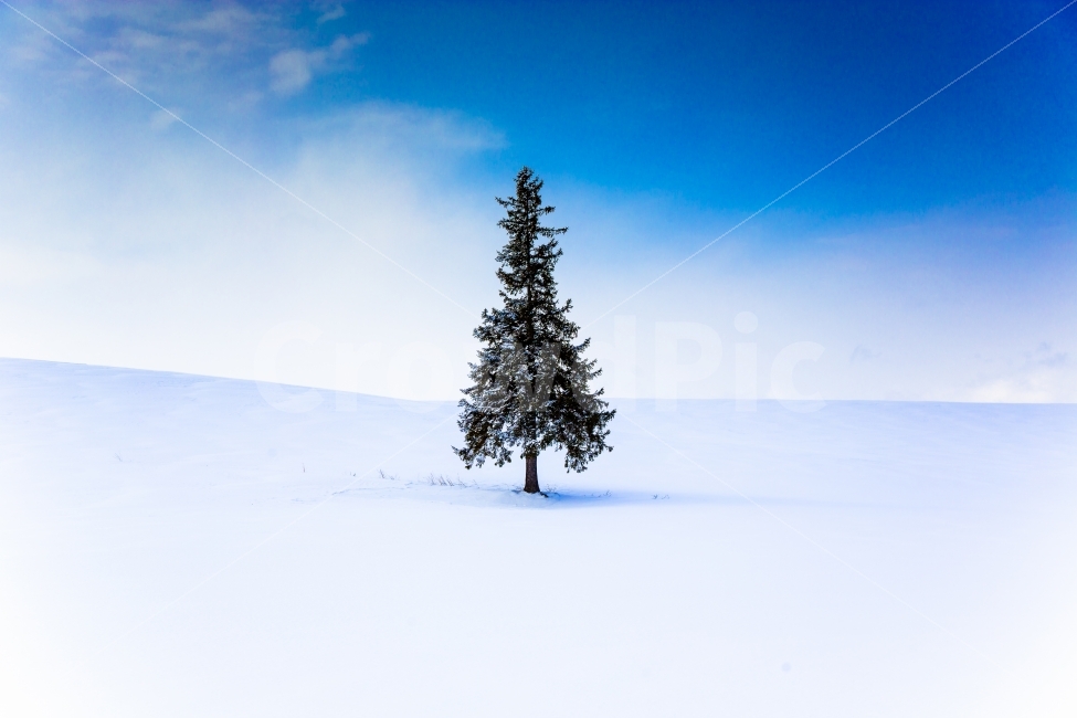 tree tree,snow scene,winter,christmas,BA