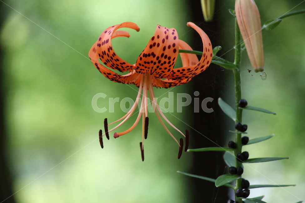 꽃,나리,참나리,liliumtigrinum,식물,백합,식물,자연,plants,nature,꽃,flower