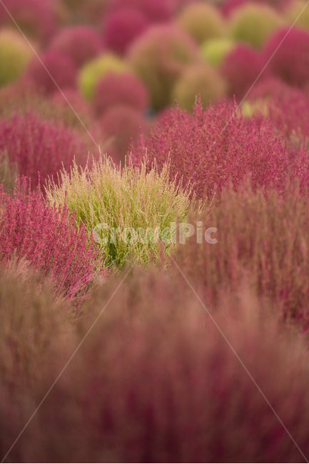 코키아,댑싸리,kochia,fall,autumn,가을식물,식물,나리공원,자연,식물,자연,plants,nature