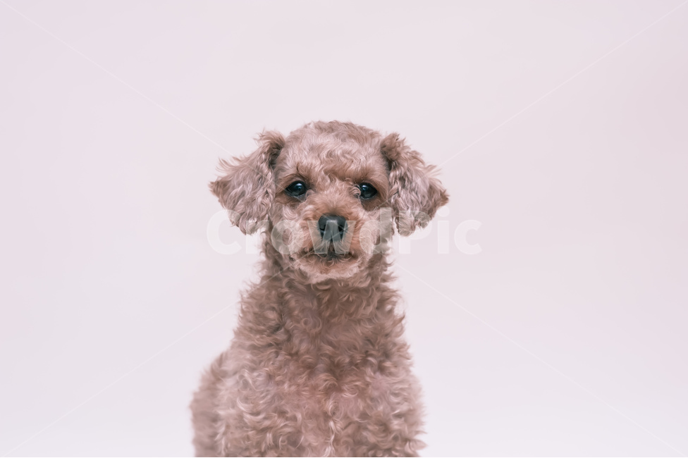 애완동물,포유류,dog,개,animal,동물,푸들,동물,animal,포유류,mammal,개,강아지,dog,doggy