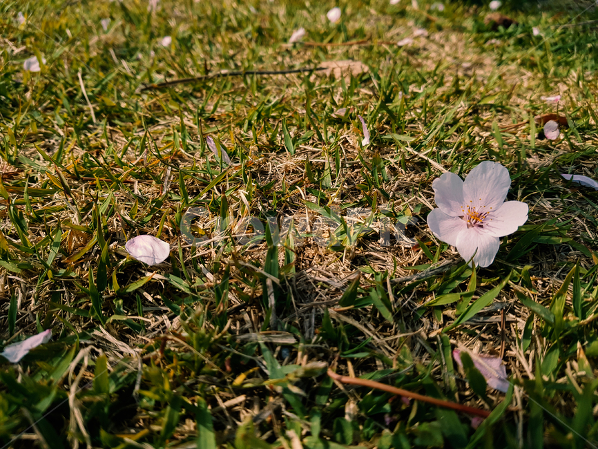 벚꽃,꽃,봄,식물,분홍,flower,cherryblossoms,landscape,scenery,scene,view,sight,plant,자연,nature,pink,spring,잔디,grass