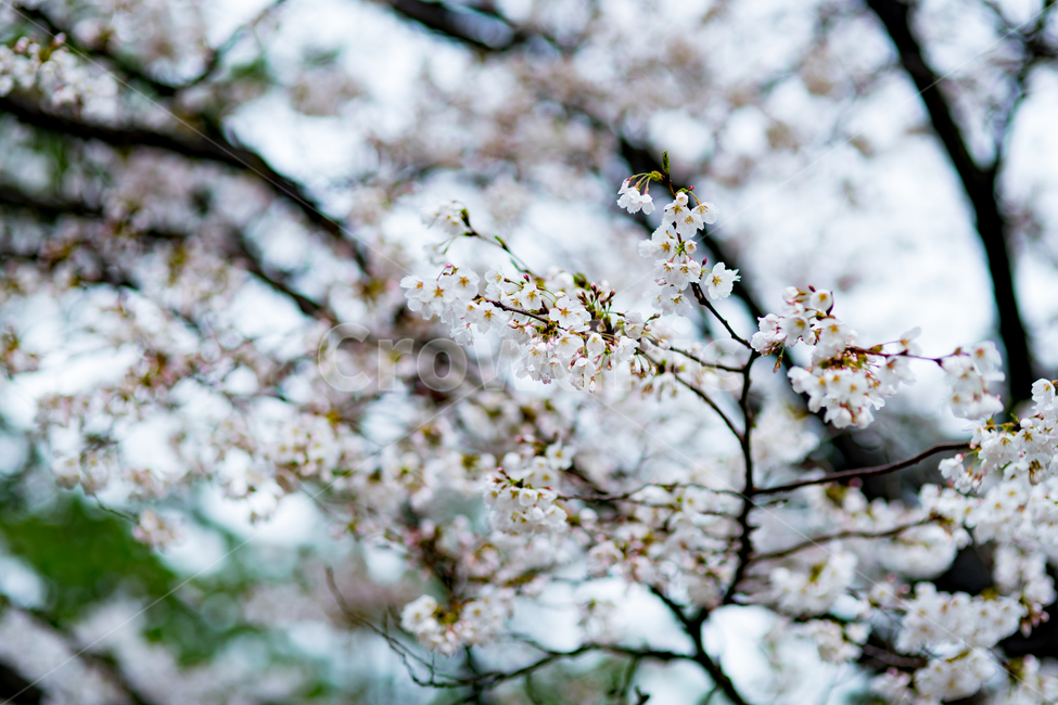 봄,자연,풍경,꽃,맑은날,봄,계절,spring,season,식물,자연,plants,nature,꽃,flower,plant,blossom