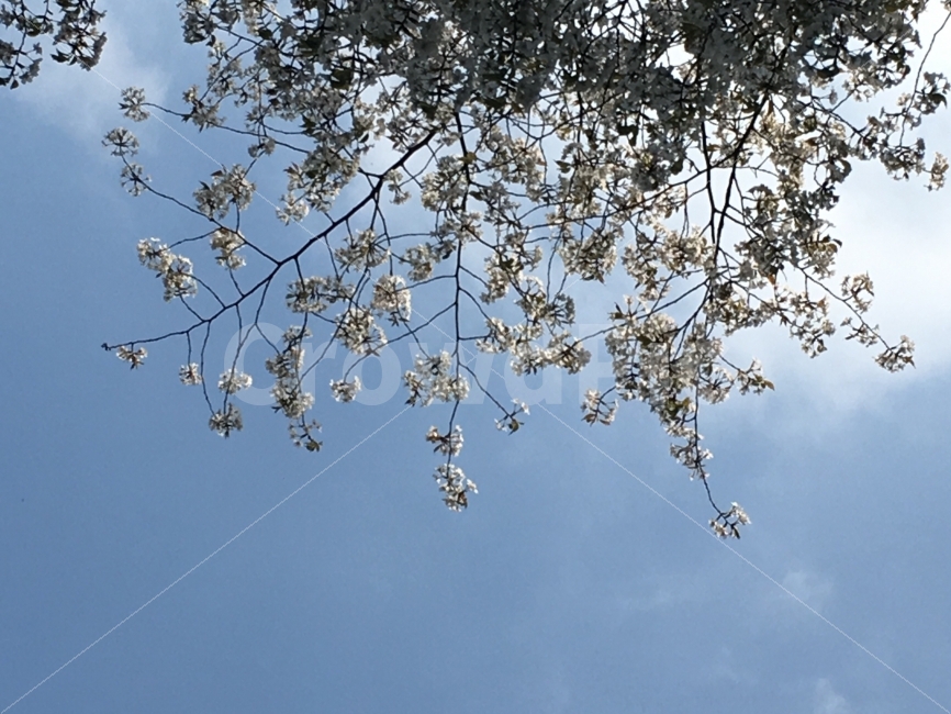 풍경,자연,하늘,구름,꽃,나뭇가지,봄하늘,봄,봄,계절,spring,season,식물,자연,plants,nature,꽃,flower,plant