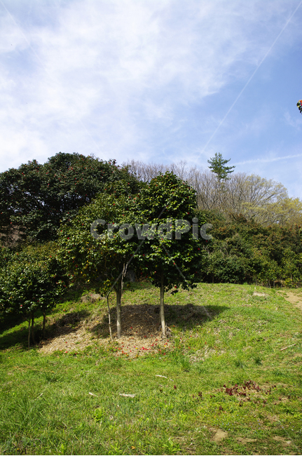 낙화,동백나무,동백꽃,꽃,flower,계절,봄,spring,하늘,구름,풍경,자연,풍경,nature,landscape,tree,나무,plant,식물