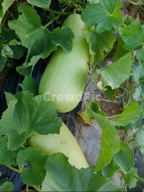 식물,자연,울외,초록,여름,열매,채소,짱아찌,나라스케,green,음식,식재료,울외짱아찌,식물,자연,plants,nature,채소,야채,vegetables