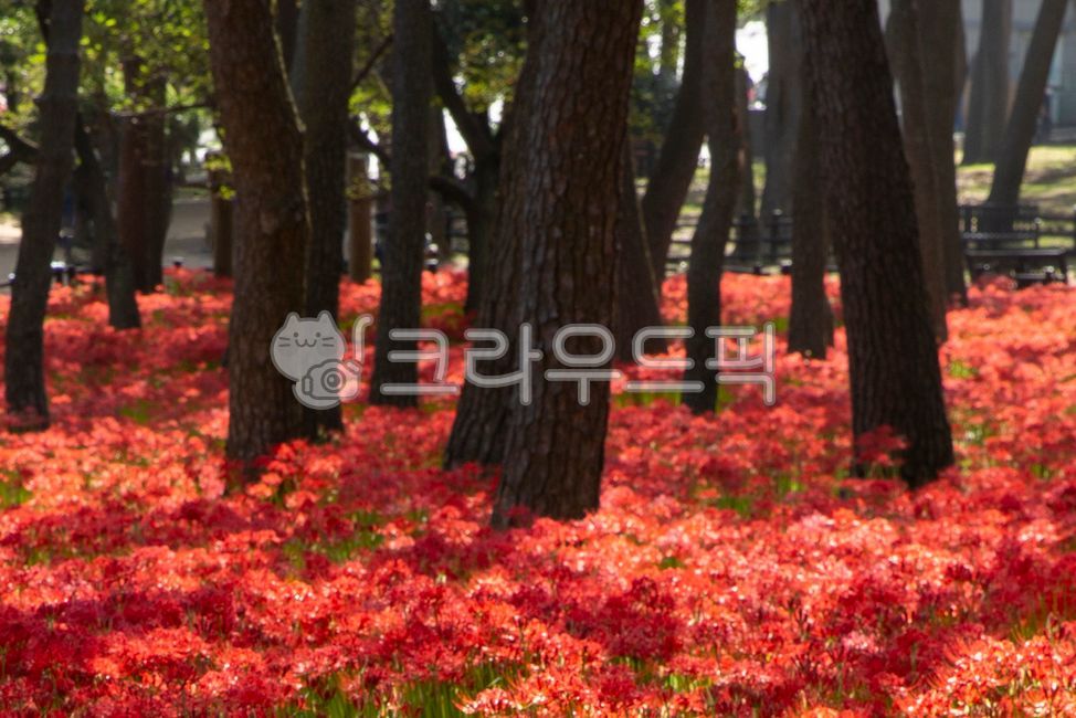 Daewangam Park flowers,A bunch of flowers,Ulgi Lighthouse,Daewangam,tree,Ulsan,fall flowers,Daewangam Park,pine forest
