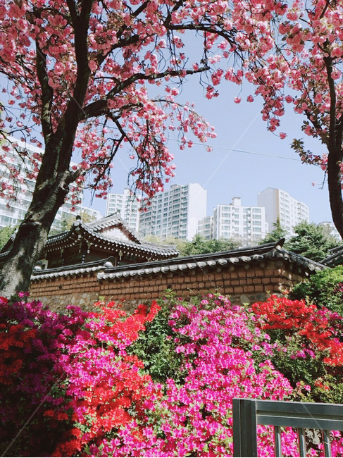 plant,식물,flower,꽃,blossom,벚꽃