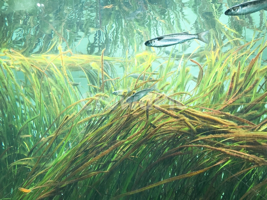수족관,바닷속,수초,물고기,밝음,역동적,바다,오션,동물,animal,어류,물고기,fish
