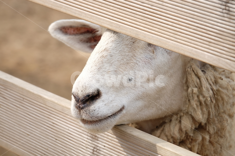 동물,양,sheep,털,농장,땅,양고기,귀여운,animal,cute,land,동물,animal,포유류,mammal,산업,industry,industrial,목축업,목장,livestock farming,ranching,pasture