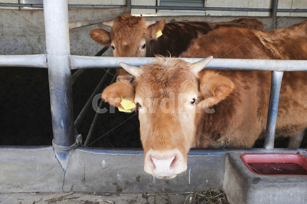 동물,포유류,소,황소,우사,animal,cattle,cow,mammal,가축,동물,animal,포유류,mammal