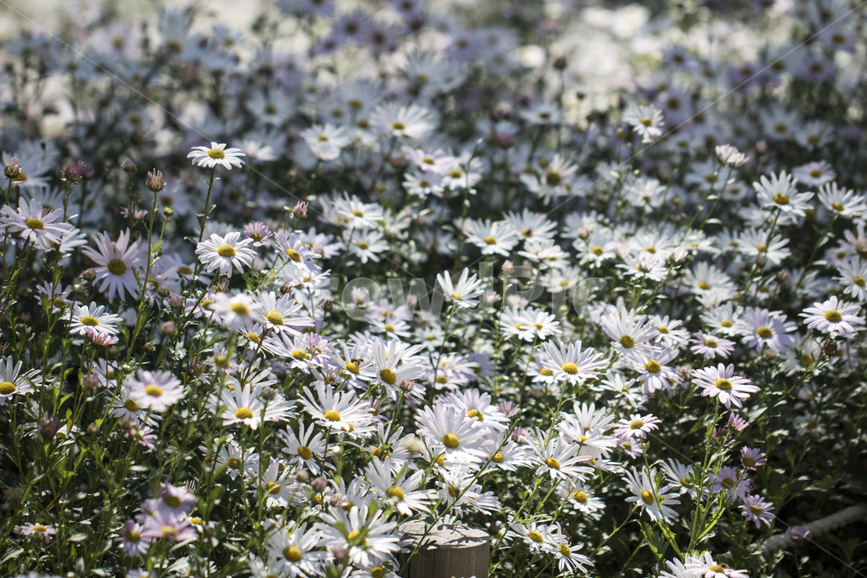 국화,구절초,꽃,꽃밭,식물,자연,가을,식물,자연,plants,nature,꽃,flower