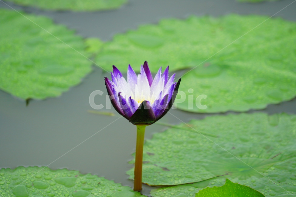 꽃,연꽃,관곡지,비오는날,감성