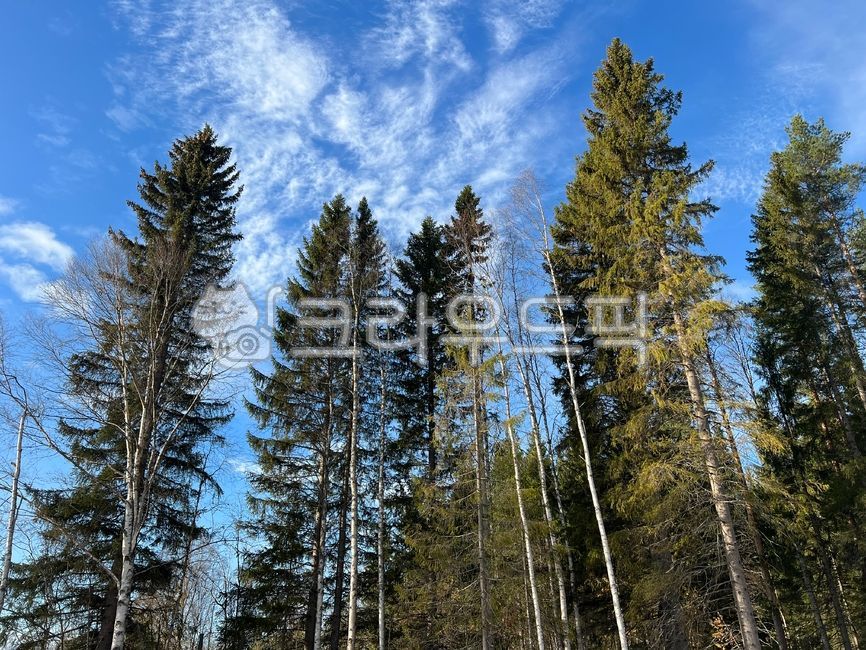 자작나무,소나무,나무,침엽수,하늘,가을하늘,tree,pine,conifer,fir