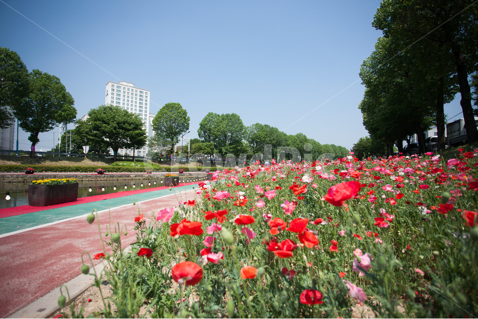 꽃,화분,화단,들꽃,관상화