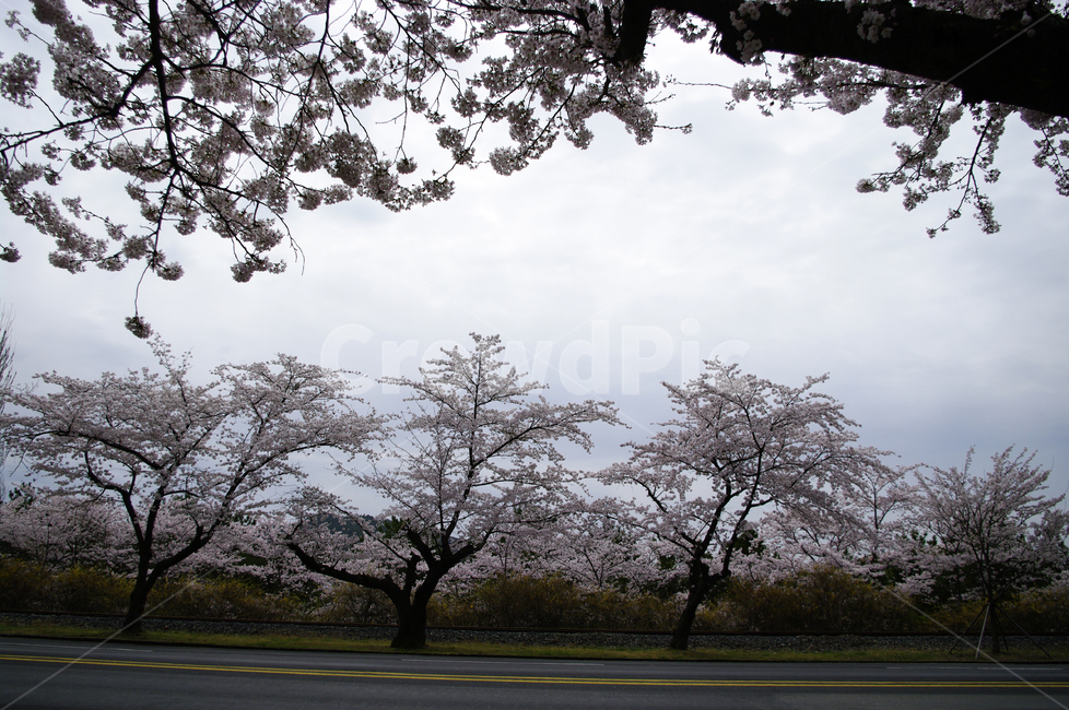 봄,벚꽃,나무,식물,풍경,flower,plant,봄,계절,spring,season,tree,tree trunk,나무 줄기