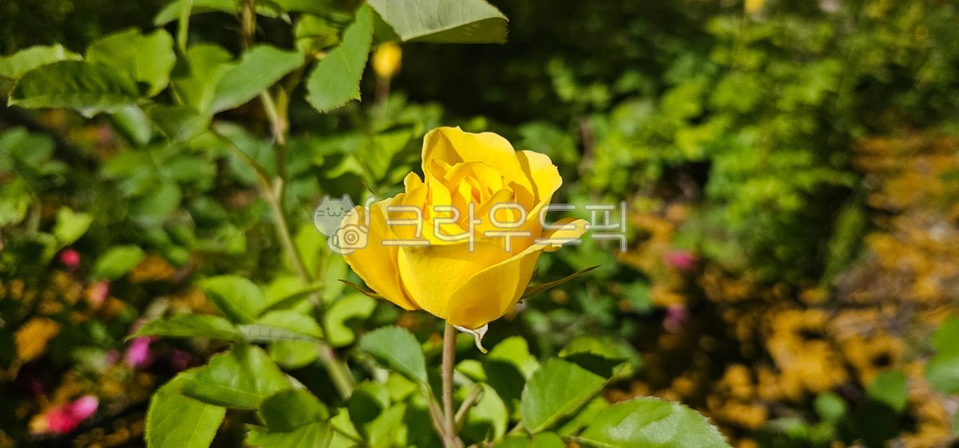 장미,노란장미,노란꽃,노란장미꽃,장미꽃,식물