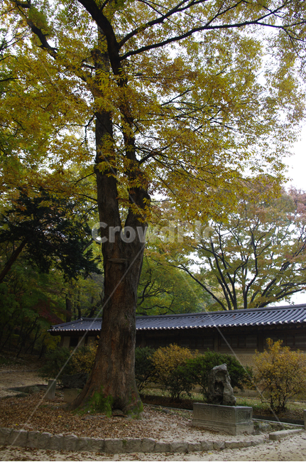 창덕궁,창덕궁후원,고궁,건축,전통건축,traditional,전통,가을,fall,나무,식물,plant,단풍,잎,낙엽,가을,계절,fall,autumn,season,한국전통,한국문화,korean traditional,korean culture,건축물,건물외관,exterior,building,structure,architecture,construction,tree,tree trunk,나무 줄기