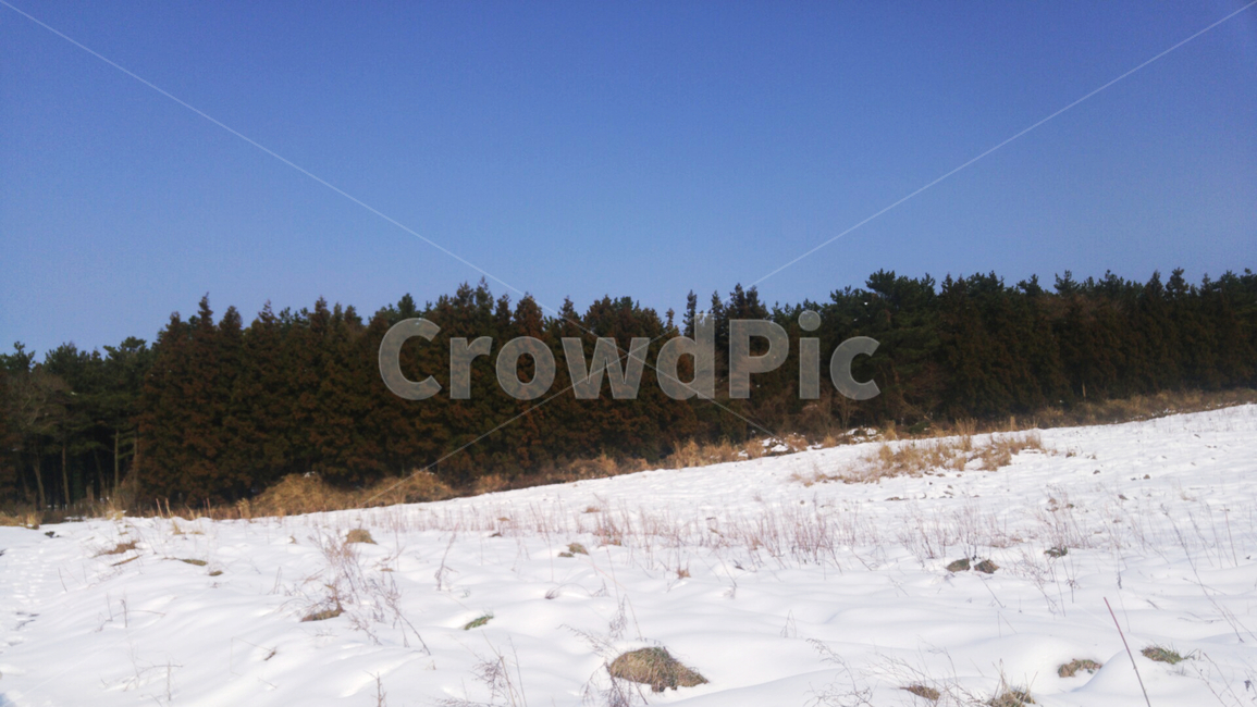 겨울,눈,하얀,자연,감성,계절,휴식,식물,숲,제주도,제주도겨울,제주도자연,winter,season,natuer,landscape,plants,trees,wood,sensible,feeling,겨울,계절,winter,season,자연,풍경,nature,landscape,tree,나무,plant