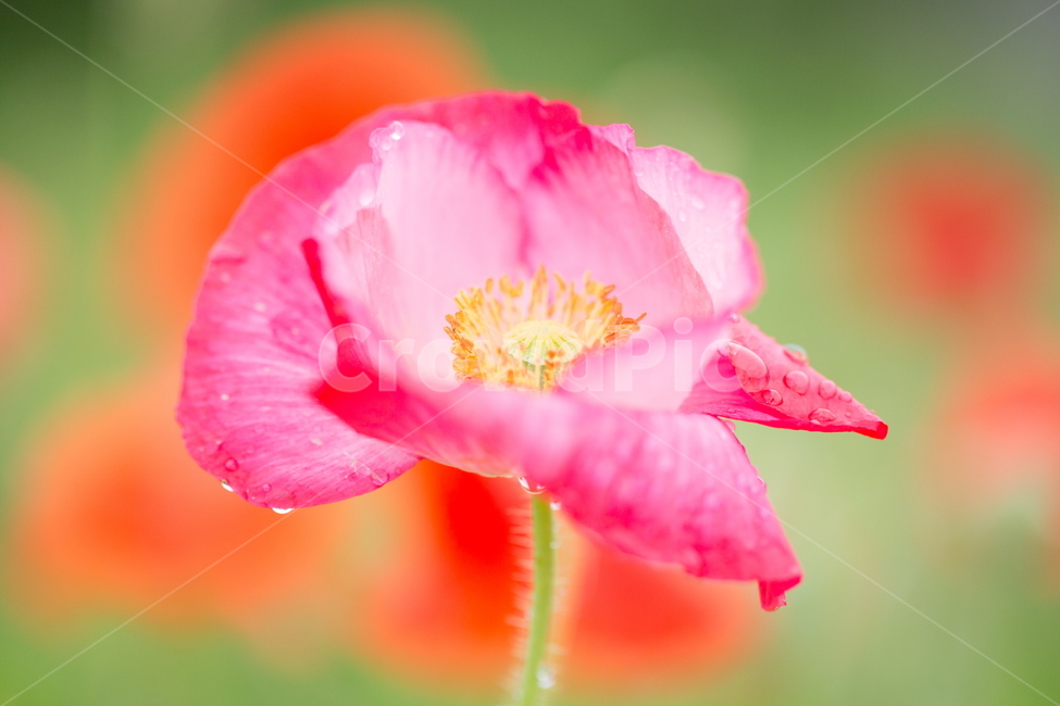 꽃,양귀비,봄,빗방울,붉은꽃,식물,자연,plants,nature,꽃,flower