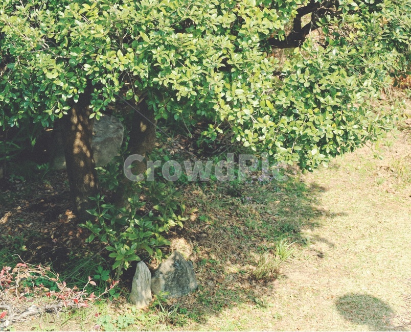 나무,자연,식물,tree,nature,식물,자연,plants,nature,감성,sensible,feeling