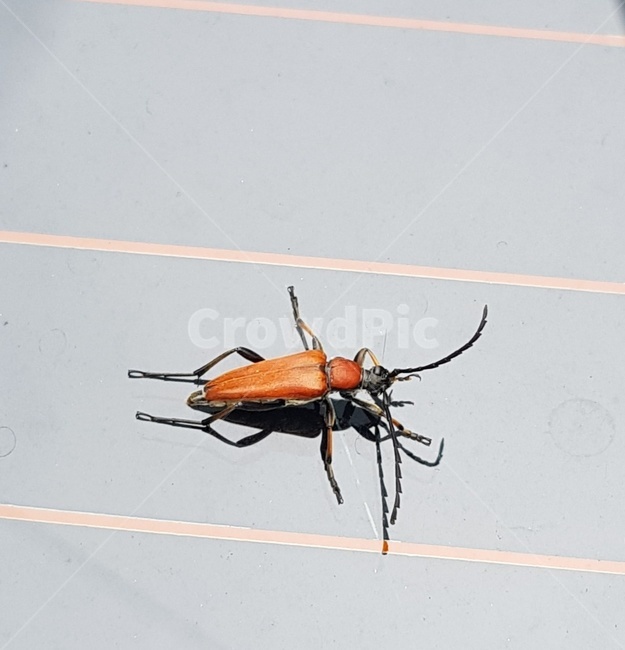 곤충,붉은산꽃하늘소,무척추동물,insect,invertebrate,animal,동물