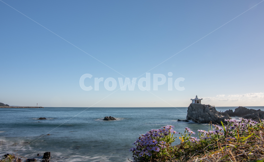 부산,기장,오랑대,풍경,해국,바다,nature,자연,outdoors,옥외,land,땅,promontory,곶,ocean,대양,sea,water,물,shoreline,해안선