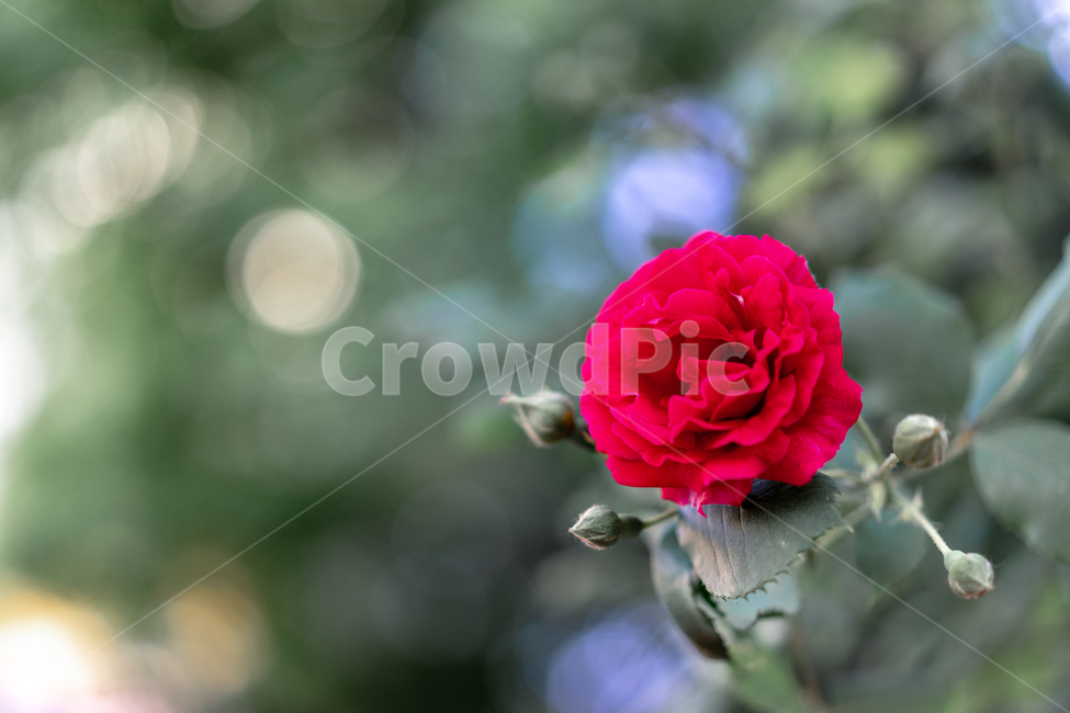 장미꽃,꽃,빨간장미,rose,redrose
