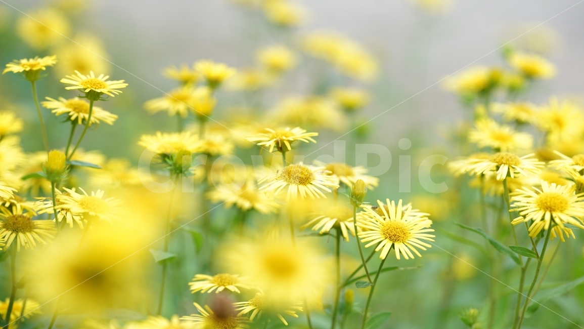꽃,자연,식물,노랑,풍경,여름,식물,자연,plants,nature,꽃,flower