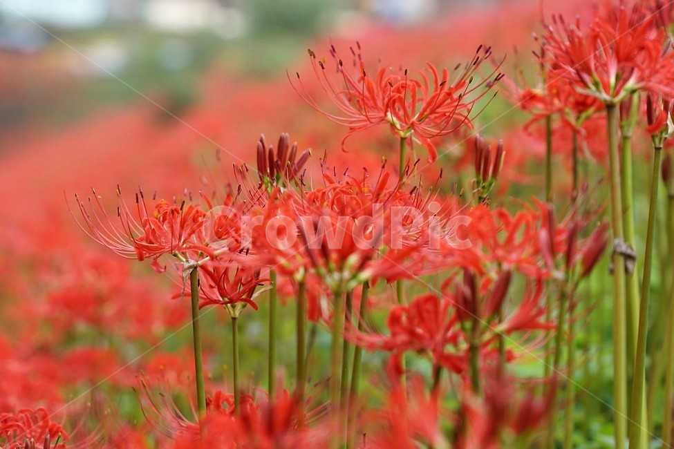 꽃,상사화,꽃무릇,자연,식물,가을,붉은꽃,red,fiower,nature,green,fall,식물,자연,plants,nature,꽃,flower