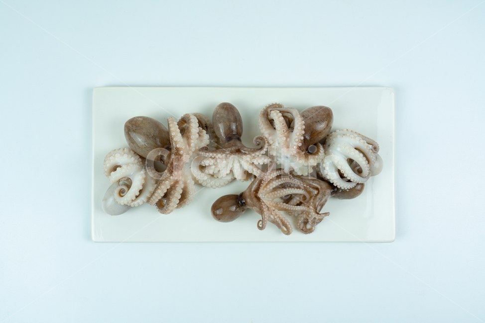 해산물,해물,낙지,주꾸미,요리재료,음식재료,어류,동물,해양생물,문어,싱싱한,신선한,요리,음식,식품,누끼
