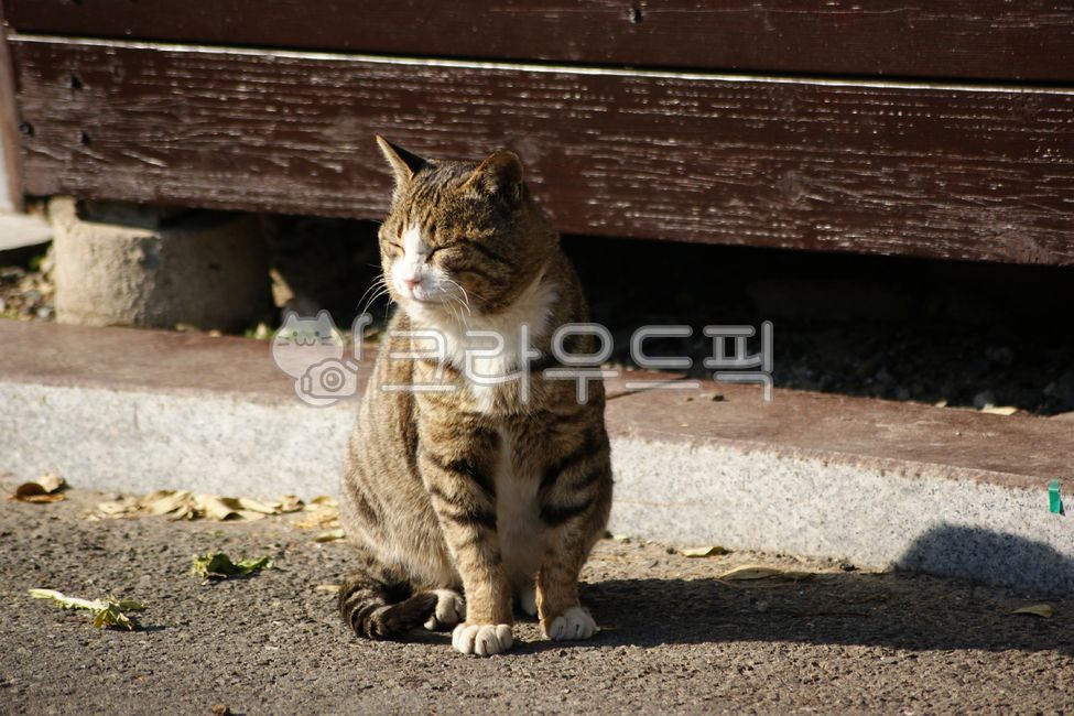 wild animals,stain,spotted,stray cat,mammal,cat,snooze,doze,nap,straycat,sleepy,napping,pet,Sleepy,companionanimal,wildanimal,outdoor,afternoon,Pets,animal,tabby,wild,mammalia,daytime