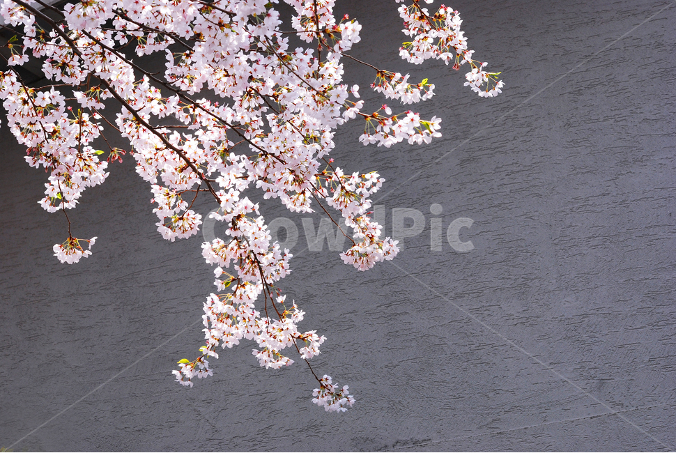 벚꽃,4월,봄꽃,봄이미지,나무꽃,cherryblossoms,예쁜,우아한,봄소식,배경,바탕,백그라운드,분위기,느낌,봄,계절,spring,season,식물,자연,plants,nature,꽃,flower,plant,blossom