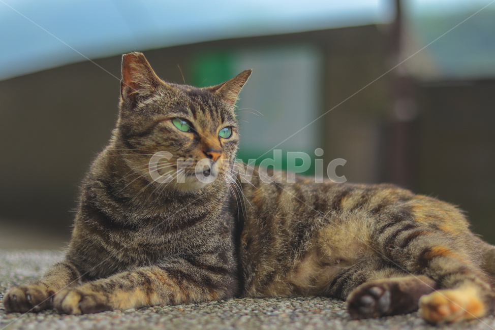 고양이,동물,길고양이,냐옹이,야옹이,잠,길거리,animal,straycat,kitty,street,동물,animal,포유류,mammal,고양이,cat,kitten,kitty