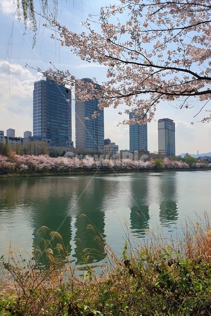 호수,벚꽃,봄,풍경,자연,도심,lake,cherryblossom