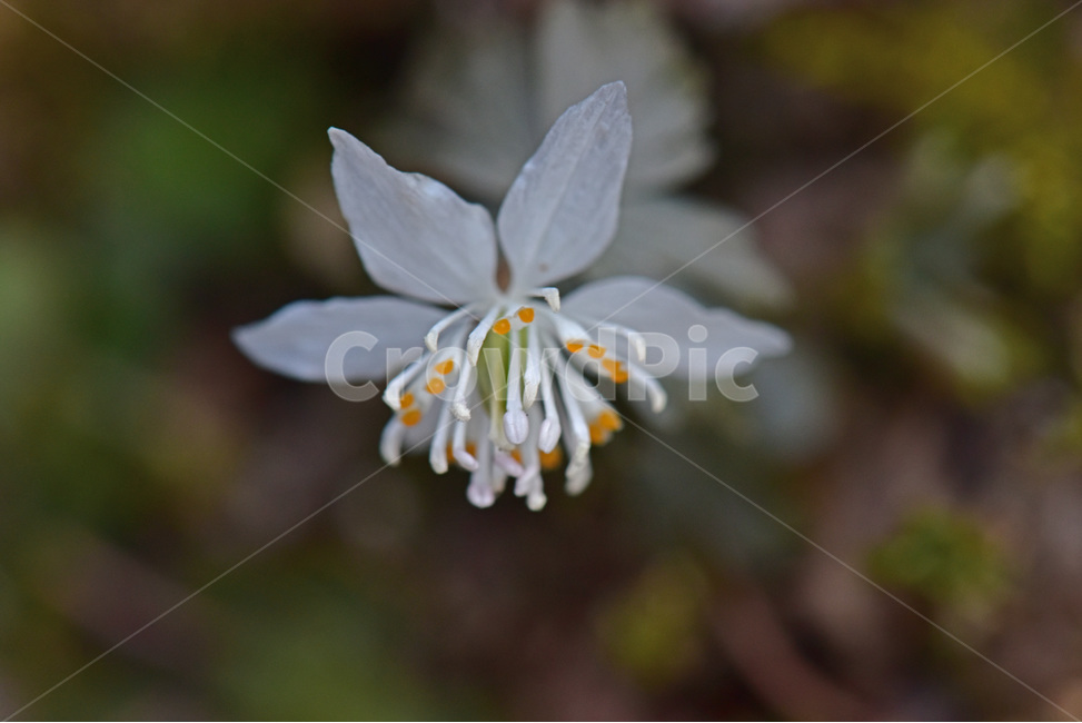 너도바람꽃,whitesnowdrop,야생화,이른봄,희귀식물,흰색,식물,자연,plants,nature,꽃,flower
