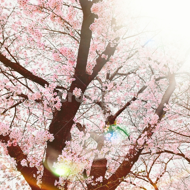 봄,벚꽃,꽃,사랑,분홍,아름다움,자연,경관,관찰,나무,핑크