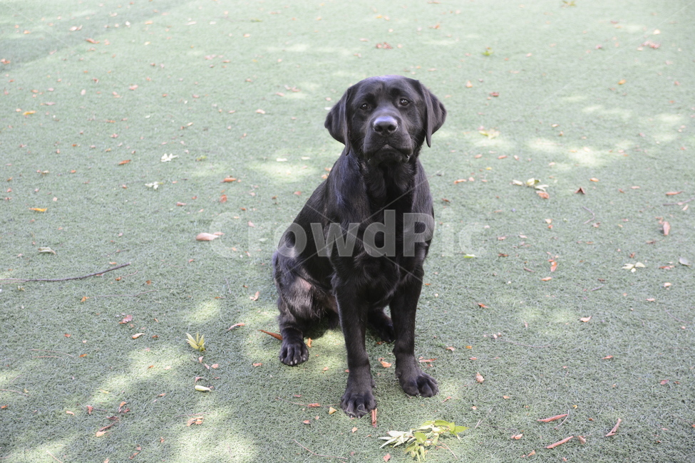 retriever,black labrador,puppy,labrador retriever,bowwow,black lab,pet dog,Dog,dog,large dog,Labrador