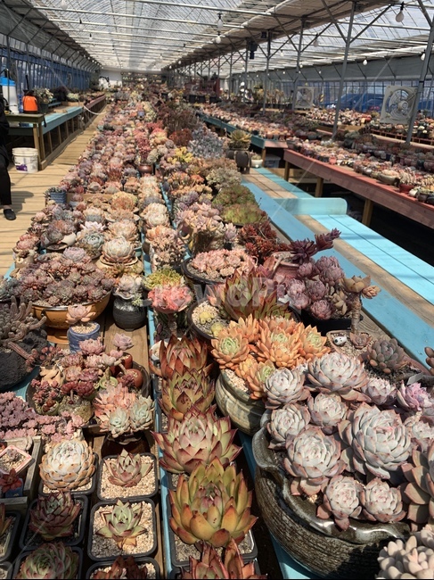 다육,식물,다육이,화분,농장,식물,자연,plants,nature